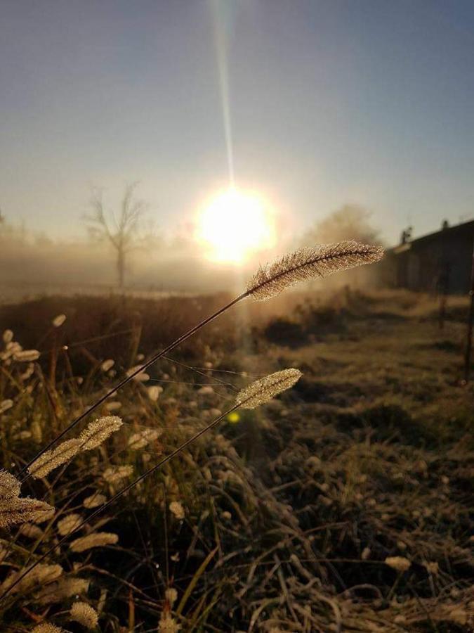Agriturismo Helianthus أوليجّ المظهر الخارجي الصورة